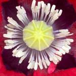 A backyard poppy seen on Aug. 21. (Courtesy Photo / Deborah Rudis)