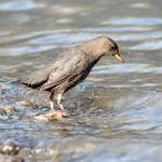 American dipper stands on the shore of the Mendenhall Lake on Sept. 16, 2020. (Courtesy Photo / Kenneth Gill, gillfoto)