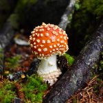 This photo shows a toxic amanita near Mendenhall River Community School on Aug. 20, 2020. (Courtesy Photo / Dick Fagnant)