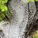 Creek foam seen along the Auke Nu trail on Aug 19. (Courtesy Photo / Deborah Rudis)