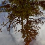 Reflections in a muskeg pond in Auke Mountain on Aug 19. (Courtesy Photo / Deborah Rudis)