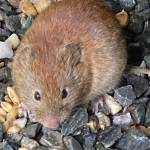 Finding spilled chicken feed makes a vole happy on Sept. 3, 2020. (Courtesy Photo / Deborah Rudis)