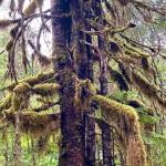 Thick velvety moss drapes over the branches of this evergreen tree along the Treadwell mine ruins Trail on Aug. 16, 2020. (Courtesy Photo / Denise Carroll)
