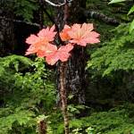This devils club provides a spot of color in the forest along the Treadwell mine ruins trail on Aug. 16, 2020. (Courtesy Photo / Denise Carroll)