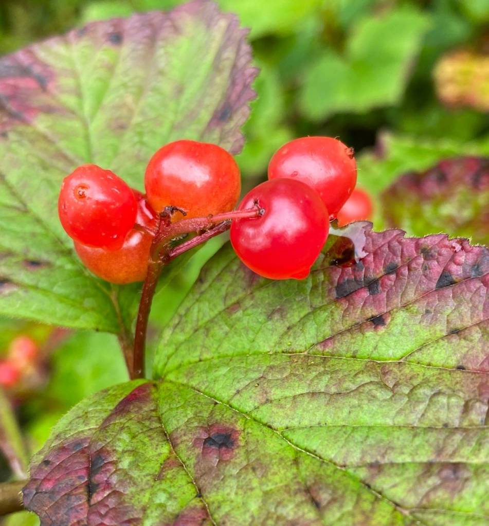 Dewy high bush cranberries glisten along the Auke Nu trail on Aug. 19, 2020. (Courtesy Photo / Denise Carroll)