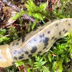 A banana slug slowly makes his way along the trail to the Blue Mussel Beach cabin on Aug. 28, 2020. (Courtesy Photo / Denise Carroll)