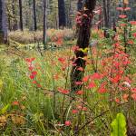 Red highbush cranberry leaves lend a spot of color to a dying landscape on Windfall Lake Trail on Sept.4, 2020. (Courtesy Photo / Denise Carroll)