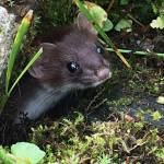 An ermine peeks its head out on on Perseverance Trail Aug. 19, 2020. (Courtesy Photo / Marsha Squires)