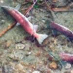 Sockeye salmon in Steep Creek by the Mendenhall Glacier. (Courtesy Photo / Kenneth Gill, gillfoto)