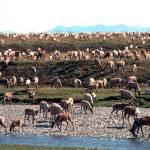 Caribou from the Porcupine Caribou Herd migrate onto the coastal plain of the Arctic National Wildlife Refuge in northeast Alaska. Environmental groups wasted no time challenging the Trump administrations attempt to open part of an Alaska refuge where polar bears and caribou roam free to oil and gas drilling. (U.S. Fish and Wildlife Service)