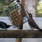 A flicker and bluejay feed together on Oct. 12. (Courtesy Photo / Gary Miller)