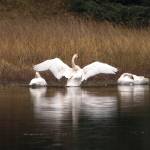 Three trumpeter Swans in peterson Creek pond by Amalga Harbor on Oct. 10. (Courtesy Photo / Kenneth Gill, gillfoto)
