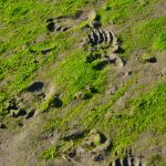 Fresh brown bear tracks were evident in this photo taken along a northern Admiralty Island stream which supports a salmon run during a recent stretch of sunny weather in early September. The bears were apparently searching for salmon entering the stream near the end of the summer salmon run.(Courtesy Photo / Jerry Reinwand)