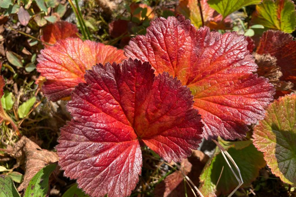 Fall colors are seen on Mount Troy in mid-September. (Courtesy Photo / Deborah Rudis)