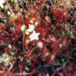 Drosera intermedia blooms at Eagle Crest in mid-October. (Courtesy Photo / Anthony Pope)
