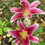 Stargazer lilies bloom in a sidewalk garden in the flats in late September. (Courtesy Photo / Denise Carroll)