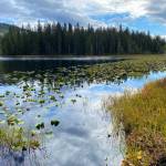 A stand of evergreens, a plethora of lily pads and blue skies over Peterson Lake on Sept. 23, 2020. (Courtesy Photo / Denise Carroll)