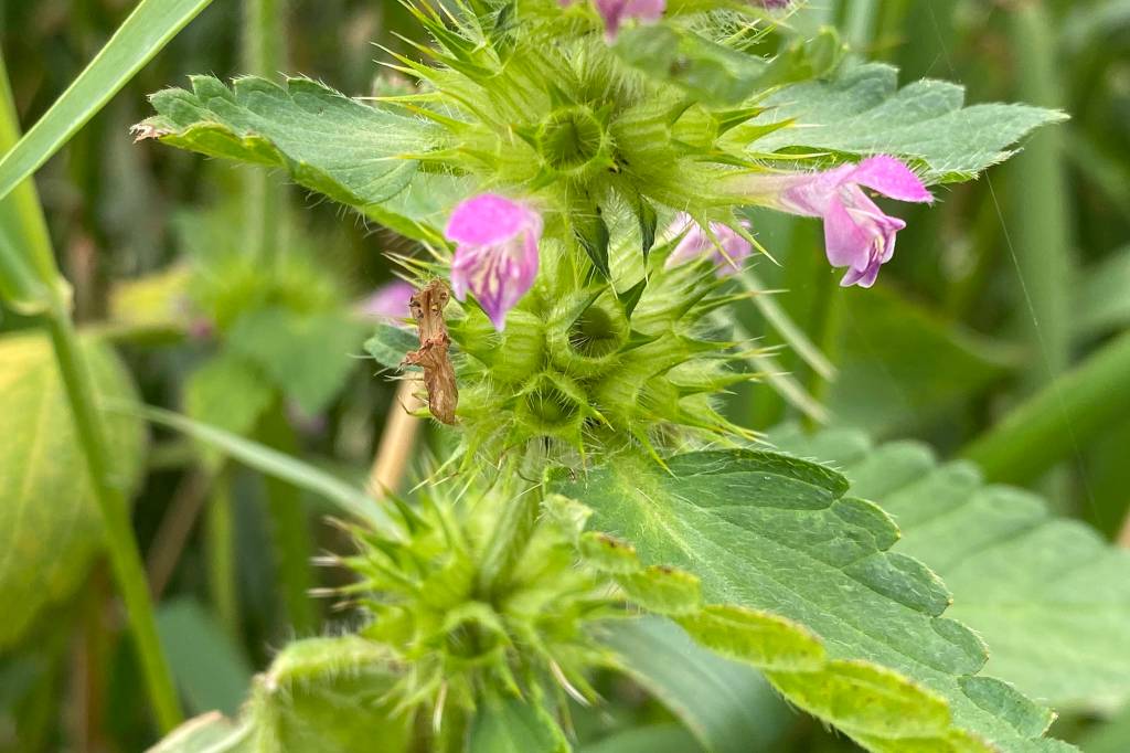 This photo shows invasive plant splitlip hempnettle (Galeopsis bifida Boenn) on the trail at the end of Industrial Boulevard on Aug. 12, 2020. (Courtesy Photo . Michael Stekoll)