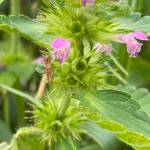 This photo shows invasive plant splitlip hempnettle (Galeopsis bifida Boenn) on the trail at the end of Industrial Boulevard on Aug. 12, 2020. (Courtesy Photo . Michael Stekoll)