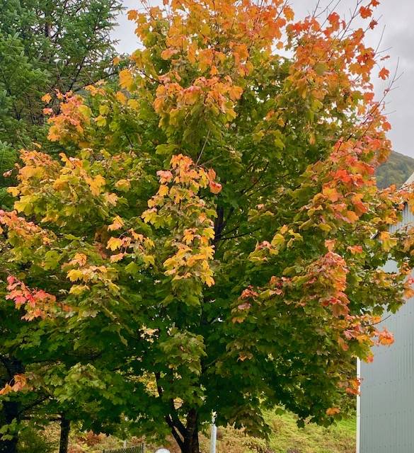 Fall color can be seen on South Franklin Street in late September. (Courtesy Photo / Denise Carroll)