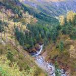 Ebner Falls framed by evergreens and golden foliage on Sept. 30, 2020. (Courtesy Photo / Denise Carroll)