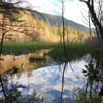 This photo shows a North Douglas beaver pond on July 31, 2020. (Courtesy Photo / Dan Hopson)
