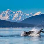 Orcas hunt a large sea lion in Icy Strait on Sept. 10. (Courtesy Photo / Jack Beedle)