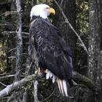 A bald eagle perches on October 22nd on Montana Creek Road. (Courtesy Photo / Doyle Burnett)