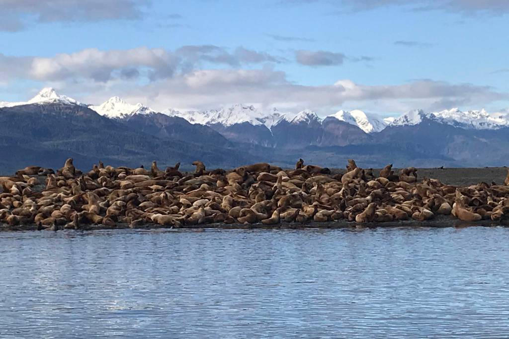 Steller sea lions gather at Little Island in Lynn Canal on Oct. 19. (Courtesy Photo / Tom Rutecki)