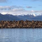 Steller sea lions gather at Little Island in Lynn Canal on Oct. 19. (Courtesy Photo / Tom Rutecki)