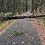 This photo shows one of several trees down across the Mendenhall River Trail, not far from trail head off Back Loop Road. (Courtesy Photo / Sue Arthur)
