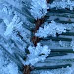 This photo taken on Nov. 16 near Center Court shows hoarfrost. (Courtesy Photo / Judith MacBrine)