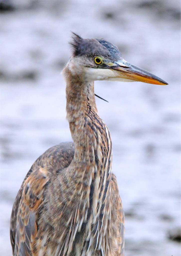 This photo shows a juvenile blue heron recently seen at Fishermans Bend. (Courtesy Photo / Tamara Roberts)