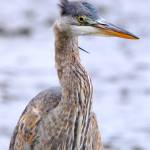 This photo shows a juvenile blue heron recently seen at Fishermans Bend. (Courtesy Photo / Tamara Roberts)