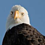 This photo shows a young adult eagle near Auke Bay. (Courtesy Photo /Tamara Roberts)