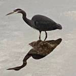 A great blue heron is seen downtown in the shallows off Egan Drive on Oct. 27. (Courtesy Photo / Denise Carroll)