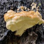 Dewy bear bread or artists bracket growing on a conifer tree along the Boy Scout camp trail on Oct. 24. (Courtesy Photo / Denise Carroll)