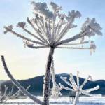 The winter coat of a cow parsnip appears as a starburst against the clear sky on the Mendenhall wetlands on Nov. 7. (Courtesy Photo / Denise Carroll)