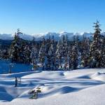In Spaulding Meadow, a stand of Sitka spruce and the snow-capped Chilkat mountains as a backdrop create a perfect winter scene on Nov. 17. (Courtesy Photo . Denise Carroll)