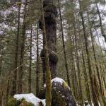 This photo shows a tree of many burls on Brotherhood Bridge Trail on Nov. 25. (Courtesy Photo / Denise Carroll)
