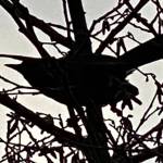 This photo shows a silhouette of a Stellers Jay ready to take flight. Twin Lakes bike path on Nov. 30. (Courtesy Photo / Denise Carroll)