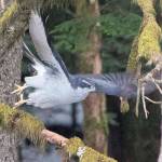 A Northern Goshawk takes flight near the highway on Nov. 18. (Courtesy Photo / Kenneth Gill, gillfoto)
