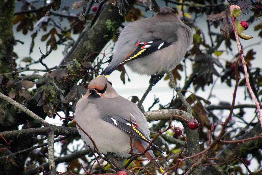 Waxwings perch in a hawthorne tree in a Lemon Creek yard in mid-November. (Courtesy Photo / Lisa Tourtellot)