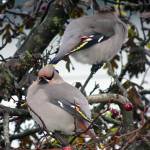 Waxwings perch in a hawthorne tree in a Lemon Creek yard in mid-November. (Courtesy Photo / Lisa Tourtellot)