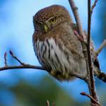 Northern Pygmy Owl near Blind River Rapids, Mitkof Island Jan. 19, 2021 (Courtesy photo / Becky Knight )