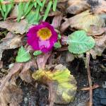 A confused primrose blooms in mid-January after a couple weeks of mild weather. (Courtesy Photo / Paul Dick)