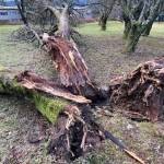 Destruction! Mother Nature bats last in the downtown cemetery as seen on Dec. 31, 2020. (Courtesy Photo / Denise Carroll)