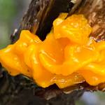 Witchs butter, a jelly fungus, is found on decaying branches or trees and is slimy when wet as seen on the Treadwell mine ruins Trail on Jan. 16, 2021. (Courtesy Photo / Denise Carroll)