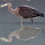 A blue heron wades in the water Sept. 22, 2020 at the Mendenhall Glacier. (Courtesy Photo / Bergen Davis)