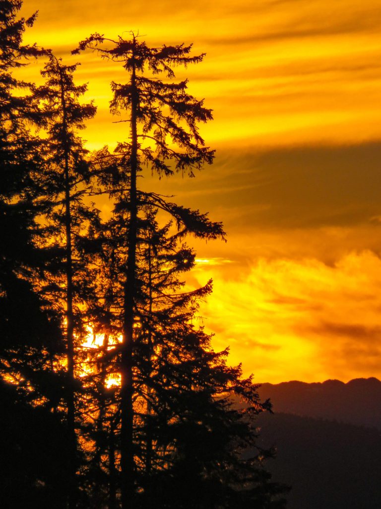 The silhouettes of tress contrast an amber-colored sky in this photo shared Dec. 9. (Courtesy Photo / Joseph Sypeck)